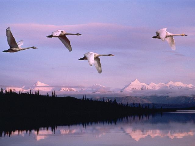 Birds_093