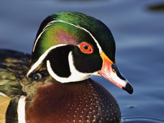 Birds_096