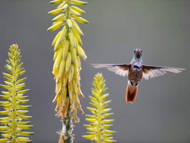 Birds_098