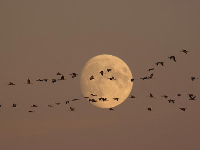 Birds_104