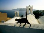 cat_203