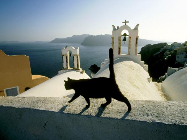 cat_203
