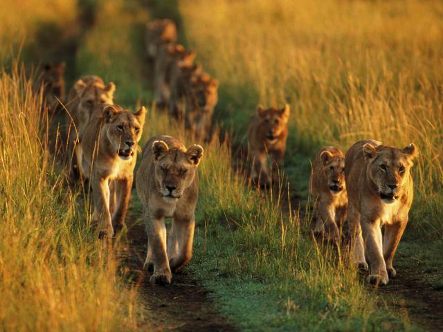 Lion_12