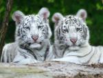 Tiger_28