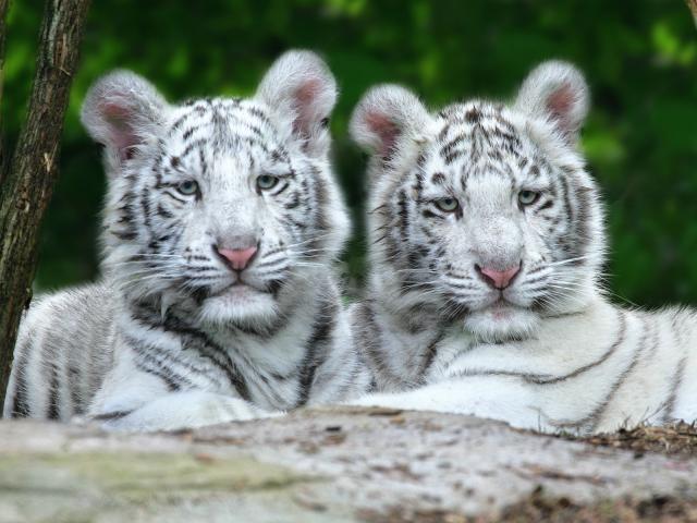 Tiger_28