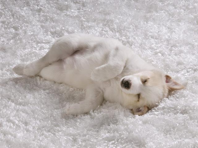 Comfy_Cozy