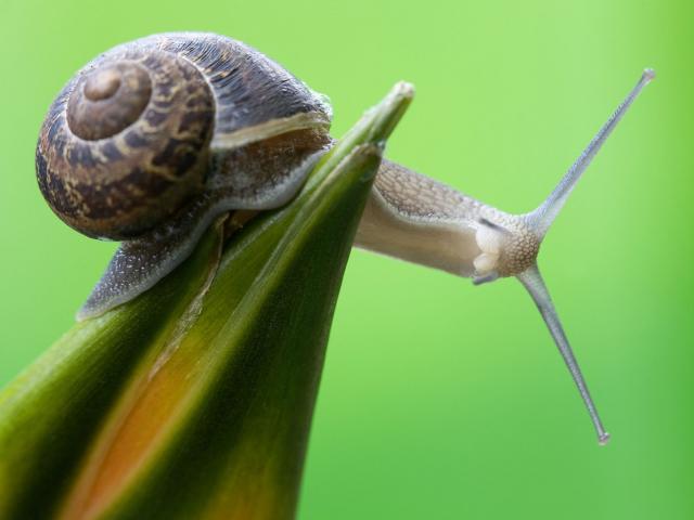 Curious_Snail