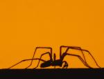 House_Spider
