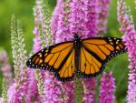 Animals_296