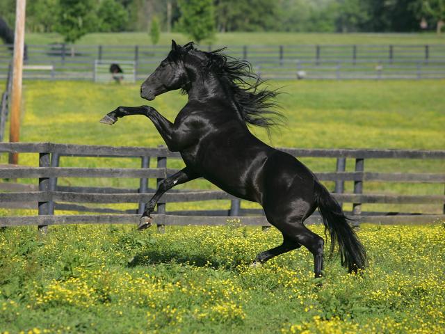 Kentucky_Mountain_Horse