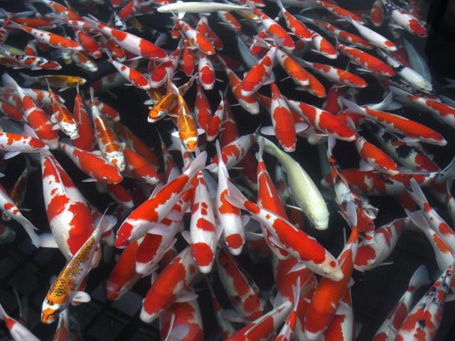 Koi_Pond_Japan