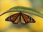 Monarch_Butterfly