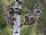 Raccoon_Babies