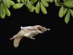 Animals_298