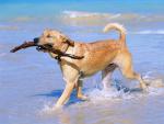 Animals_300
