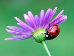 Animals_302