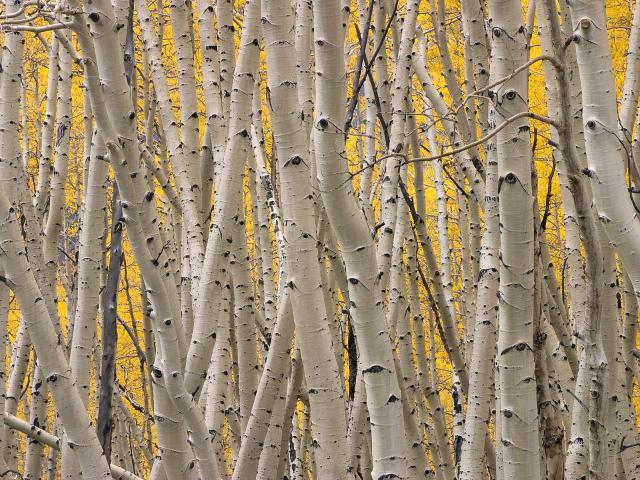 tree_176