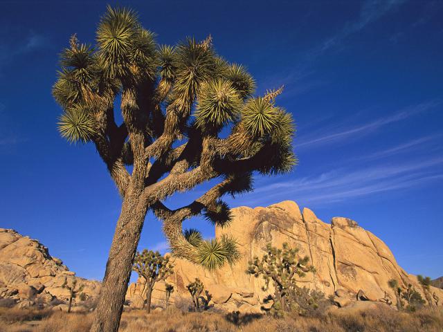 tree_178