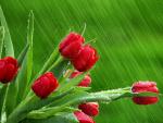 April Showers