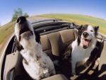 Barkseat Drivers