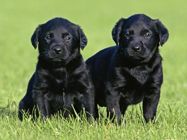 Black Labrador Puppies