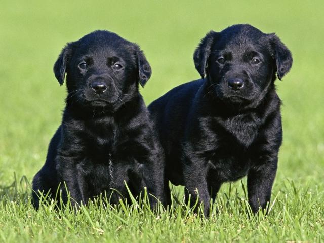 Black Labrador Puppies