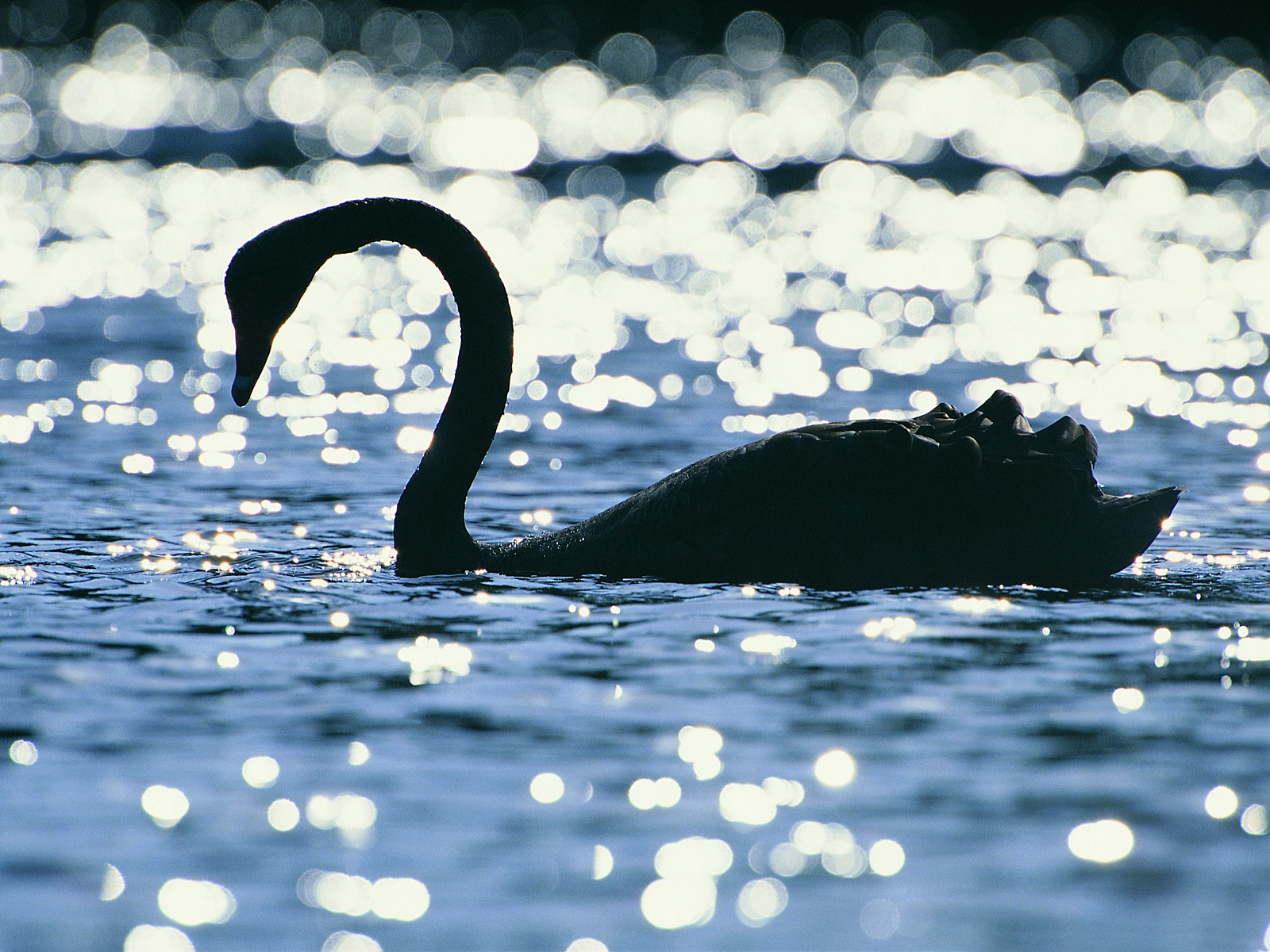 Black Swan