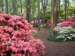 Blooming Azaleas, Savannah, Georgia