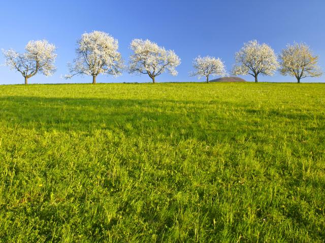 Blooming Cherry Trees, Germany