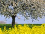 Blossoming Cherry Tree and Rape Field, Germany