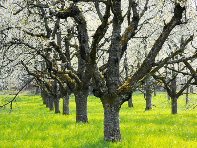 Blossoming Cherry Trees in Spring, Germany
