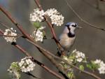 Blue Jay in a Bradford Pear Tree