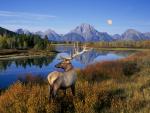 Bull Elk Standing on Banks of Snake River, Grand Teton National Park, Wyoming