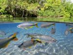 Characins or Piraputangas, Mato Grosso do Sul, Brazil