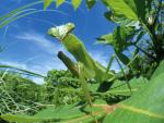 Chinese Mantis, Nagasaki, Japan