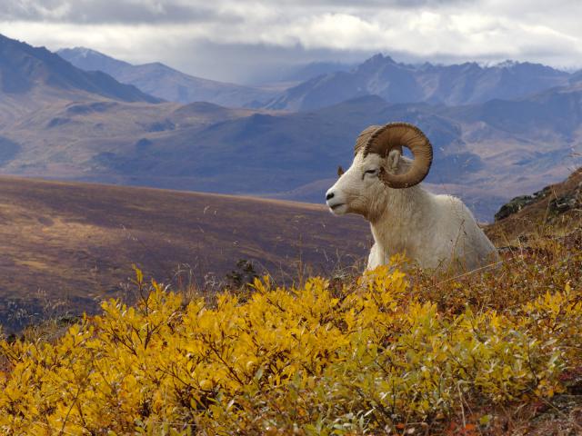 Dall Sheep, Denali National Park, Alaska