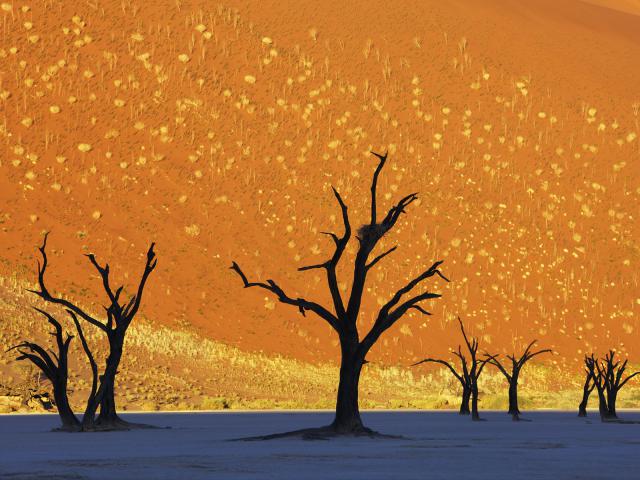 Dead Vlei, Namib-Naukluft Park, Namibia