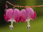 Dew-Covered Bleeding Hearts