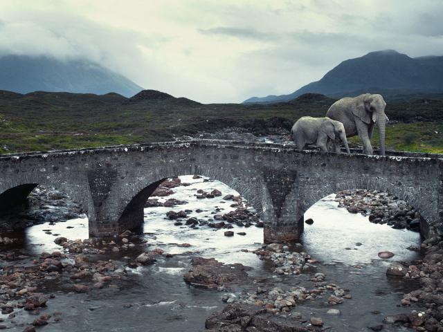 Elephant Crossing