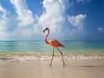 Flamingo, Bayahibe, Dominican Republic