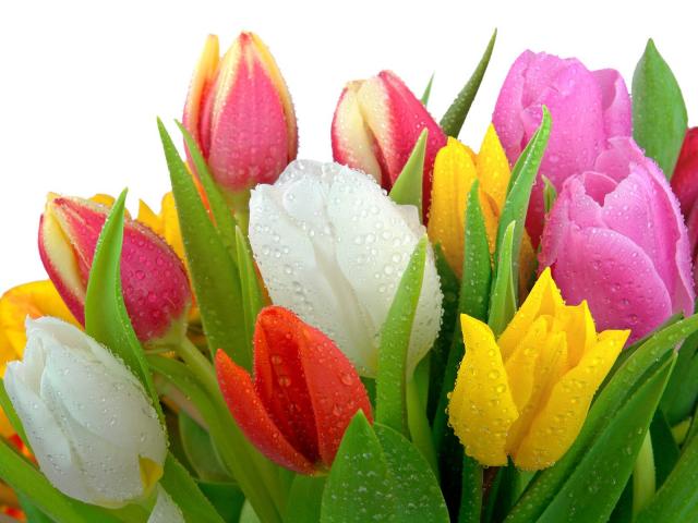 Fresh Tulips