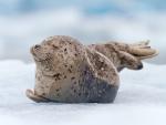 Harbor Seal, South Sawyer Glacier, Alaska