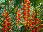 Heliconias, St. Lucia