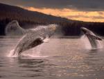 Humpback Whales