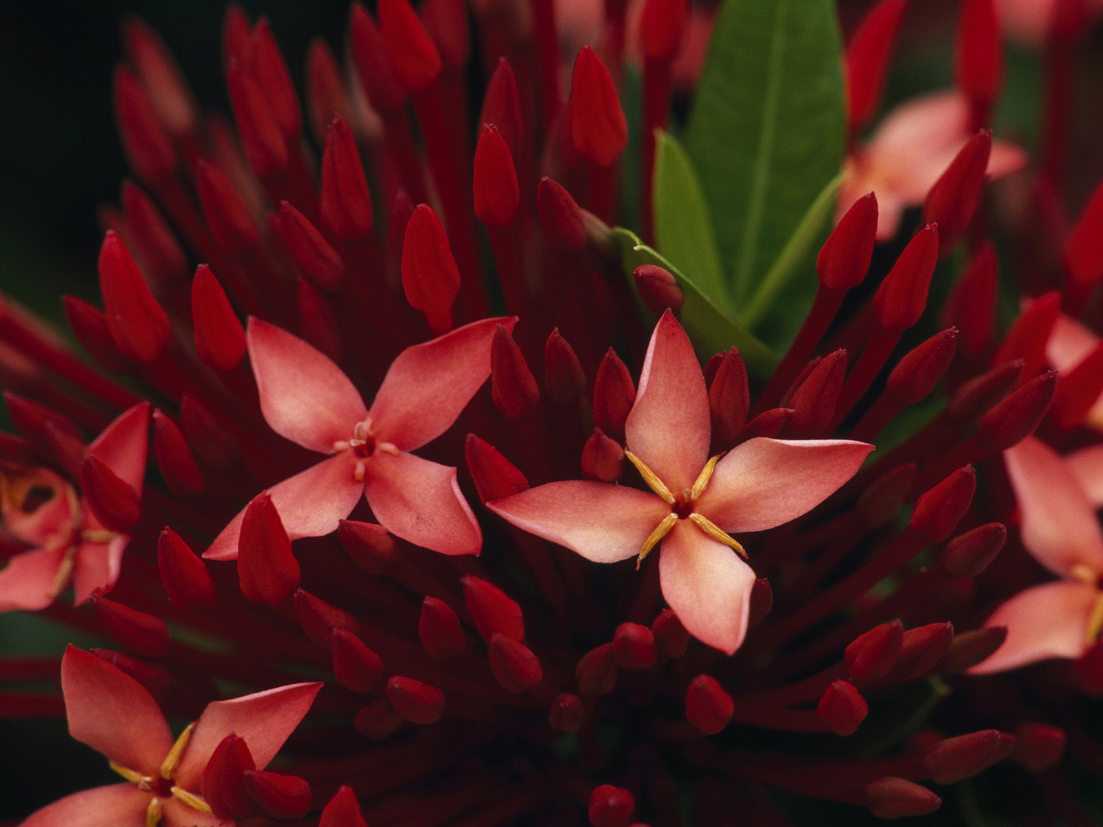 Jungle Flame Flowers