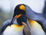 King Penguins, South Georgia Island