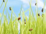 Ladybugs in Grass