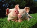 Little Piglets