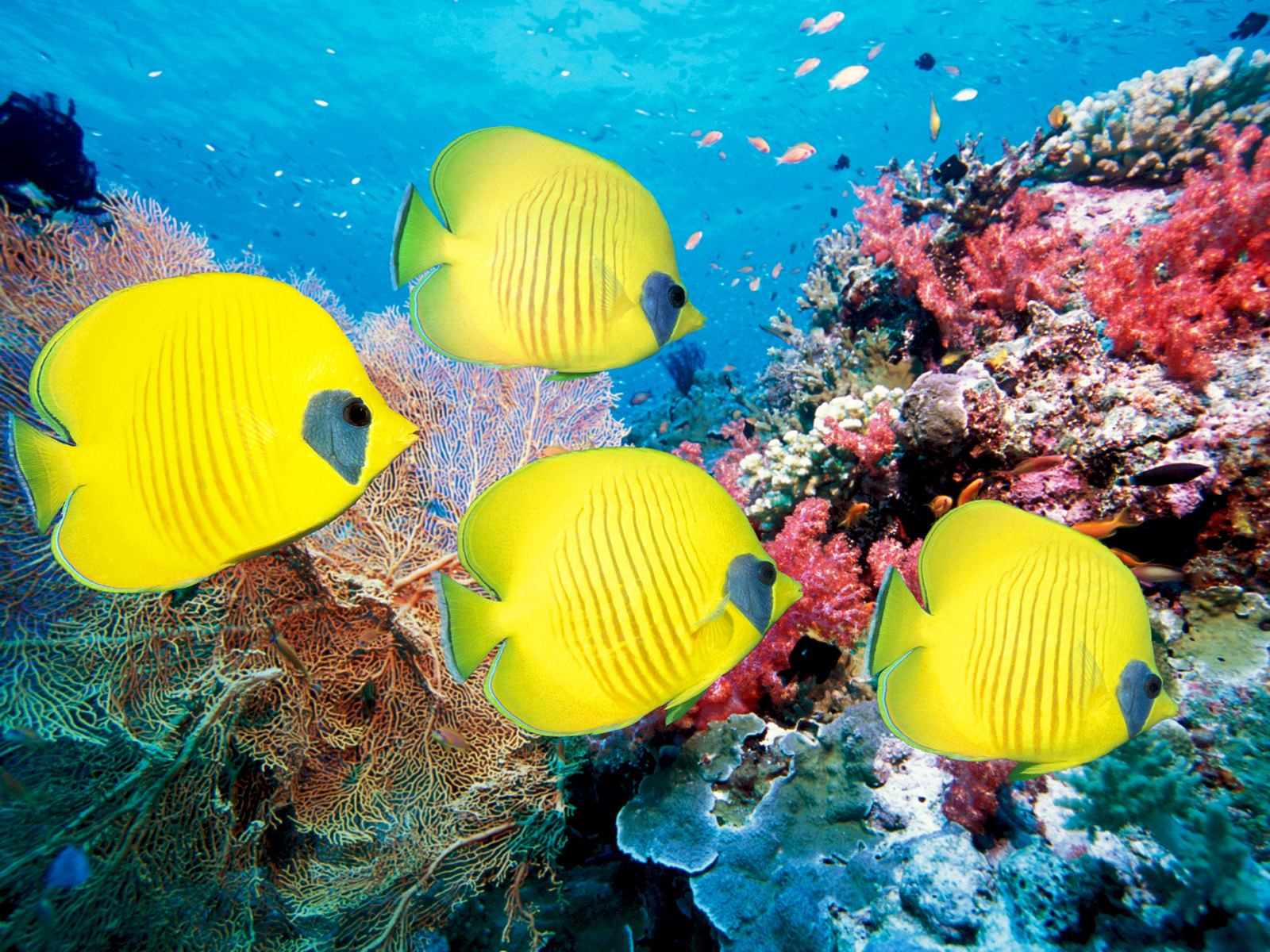 Masked Butterflyfish