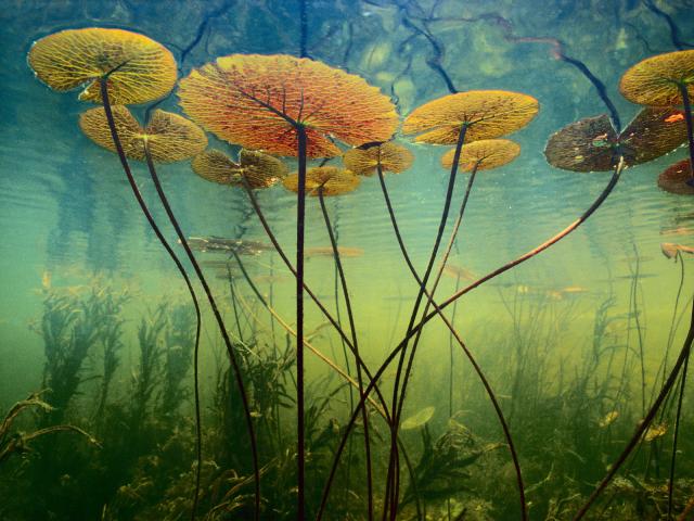 Night Blooming Water Lilies, Botswana